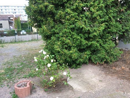 李洋洁遇害后，尸体被扔到后院外的云杉树下，德绍市后来在这里种植了一株白玫瑰花，来纪念这位无辜遇害的中国女留学生。（周仁／大纪元）